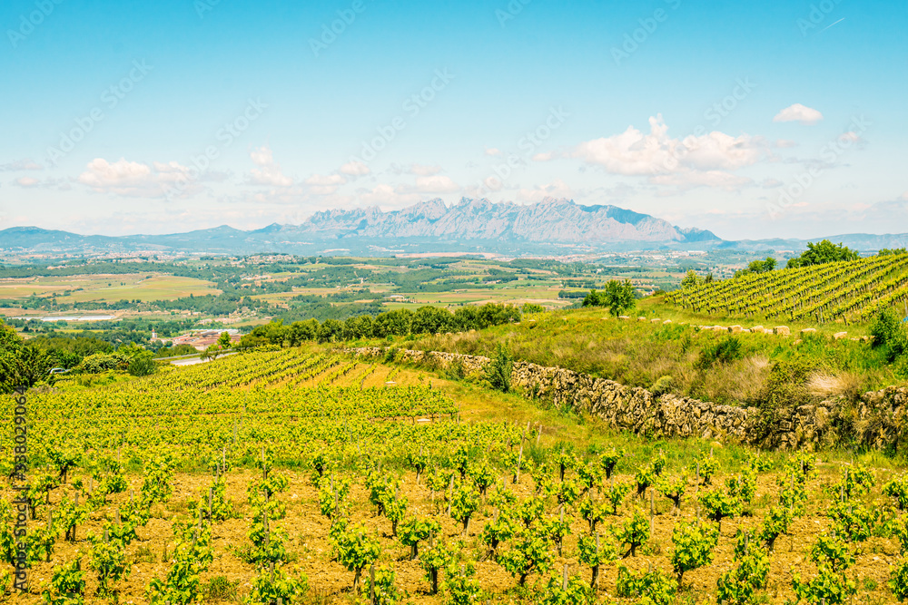 Vineyard view near Montserrat mount, Catalonia