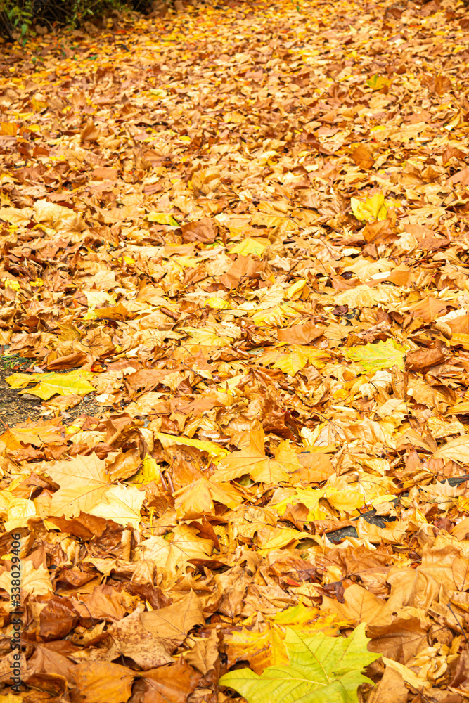 Scene and background of autumn yellow maple leaf Fallen on the ground Scene and background of autumn yellow maple leaf Fallen on the ground