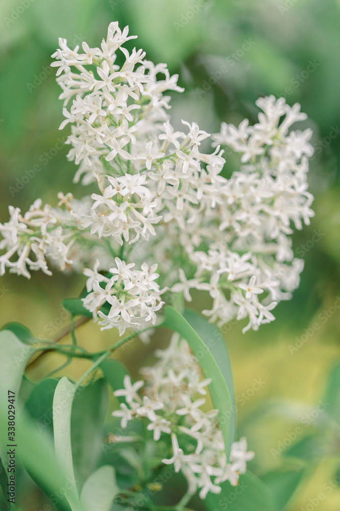 delicate white lilac delicate white lilac