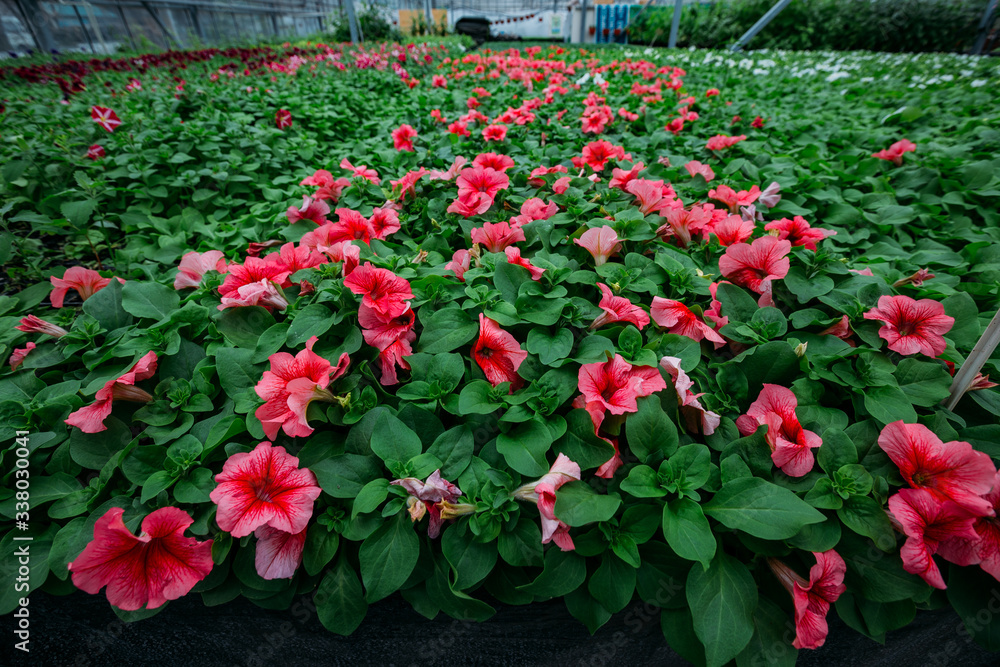 Red petunia flowers grown in modern greenhouse, selective focus