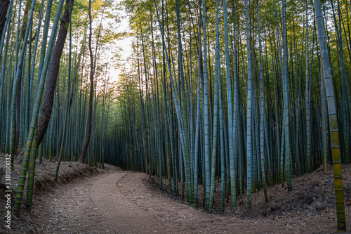 Famous bamboo forest travel and footpath in Busan, South Korea