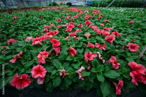 Fototapeta Naklejka Na Ścianę i Meble -  Red petunia flowers grown in modern greenhouse, selective focus
