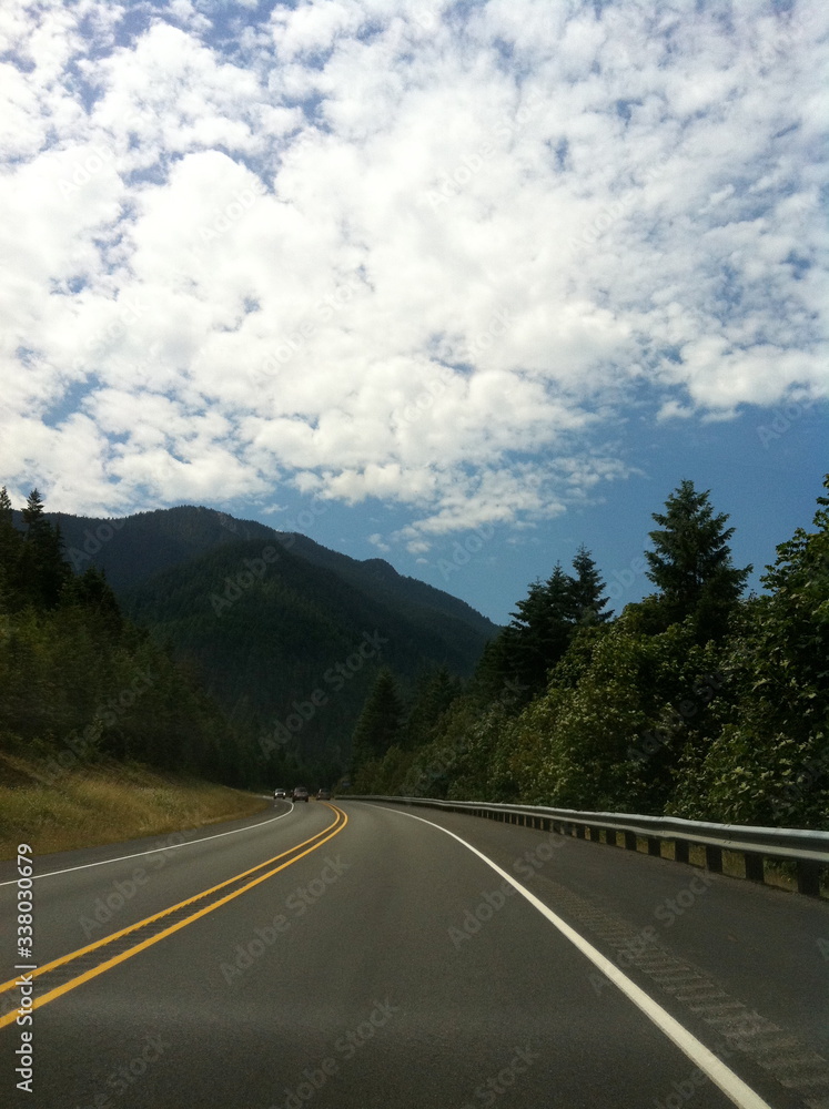 American pine tree forest road trip in a national park