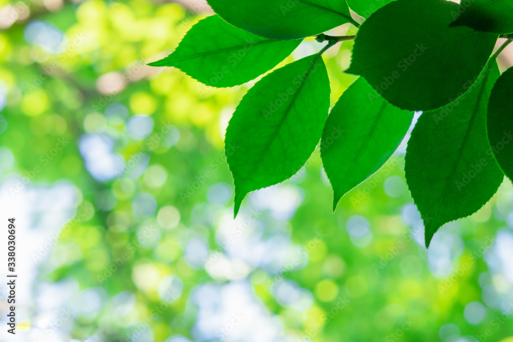 fresh green leaf of camellia tree in summer fresh green leaf of camellia tree in summer