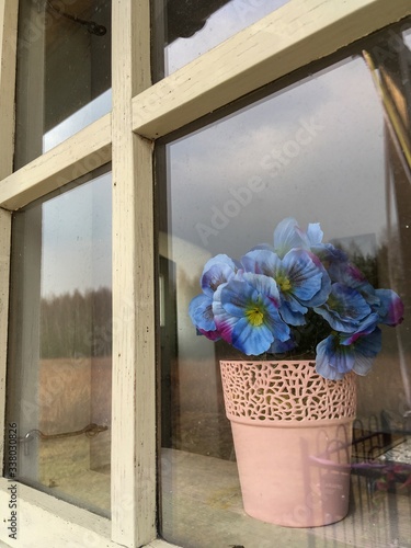 flowers in the window