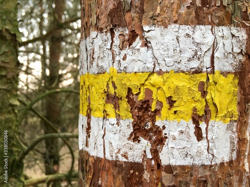 tree bark texture
