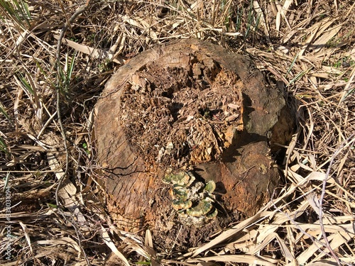 stump of a tree