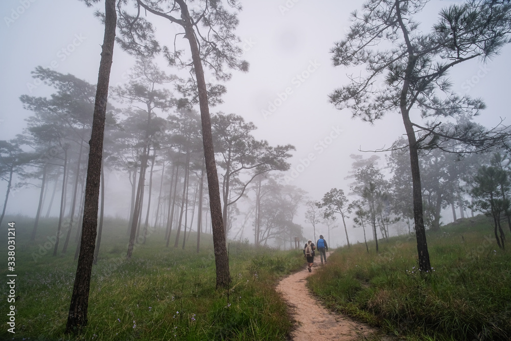 Pine forest in the rainy season in northern Thailand Pine forest in the rainy season in northern Thailand
