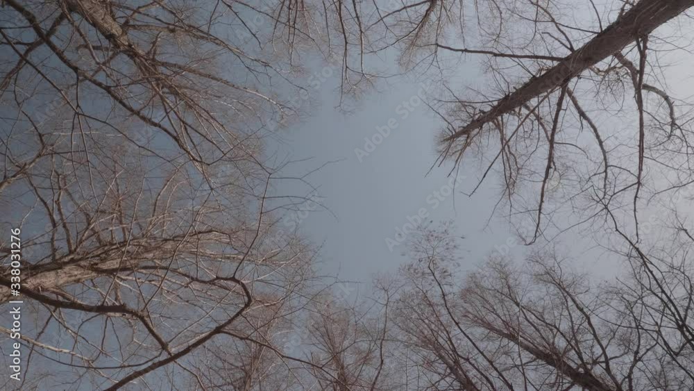 Trees in the blue sky. Trees in the blue sky.