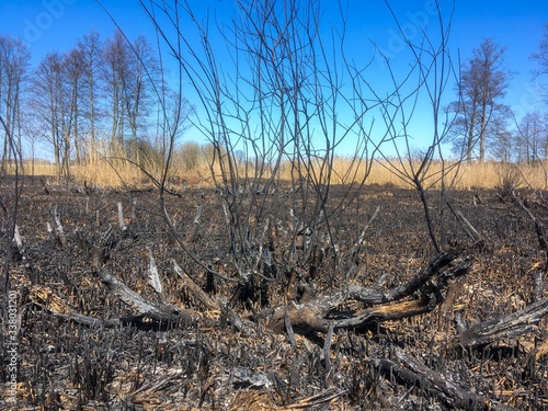 fire in the forest