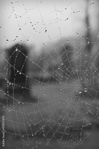 Cobweb with rain droplets and gravestones in background, monochrome