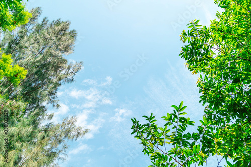 Green foliage background cloudy sky.CR2
