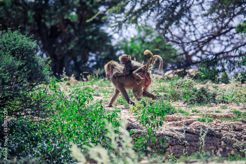 Hamadryas baboon Family on the Road to the Laas Geel rocks, Somaliland