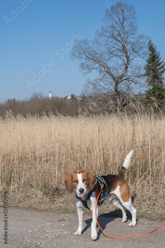 Beagle im Moor bei Gaissach