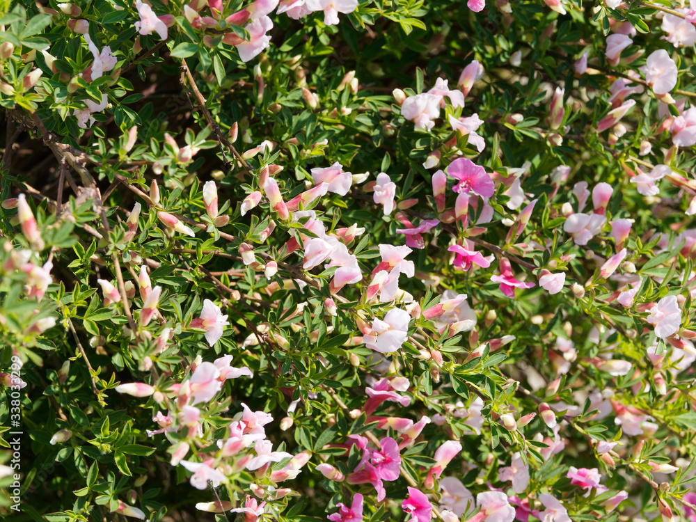 (Chamaecytisus purpureus) Rameaux vert et lisses du genêt ou cytise pourpre garnis de feuilles ovales, glabres et de petites fleurs papillon rose pourpré (Chamaecytisus purpureus) Rameaux vert et lisses du genêt ou cytise pourpre garnis de feuilles ovales, glabres et de petites fleurs papillon rose pourpré