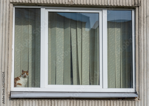 Cat Watching The World Go By During Coronavirus Stay At Home
