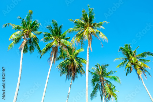 Under view of Coconut tree with beautiful clear blue sky background