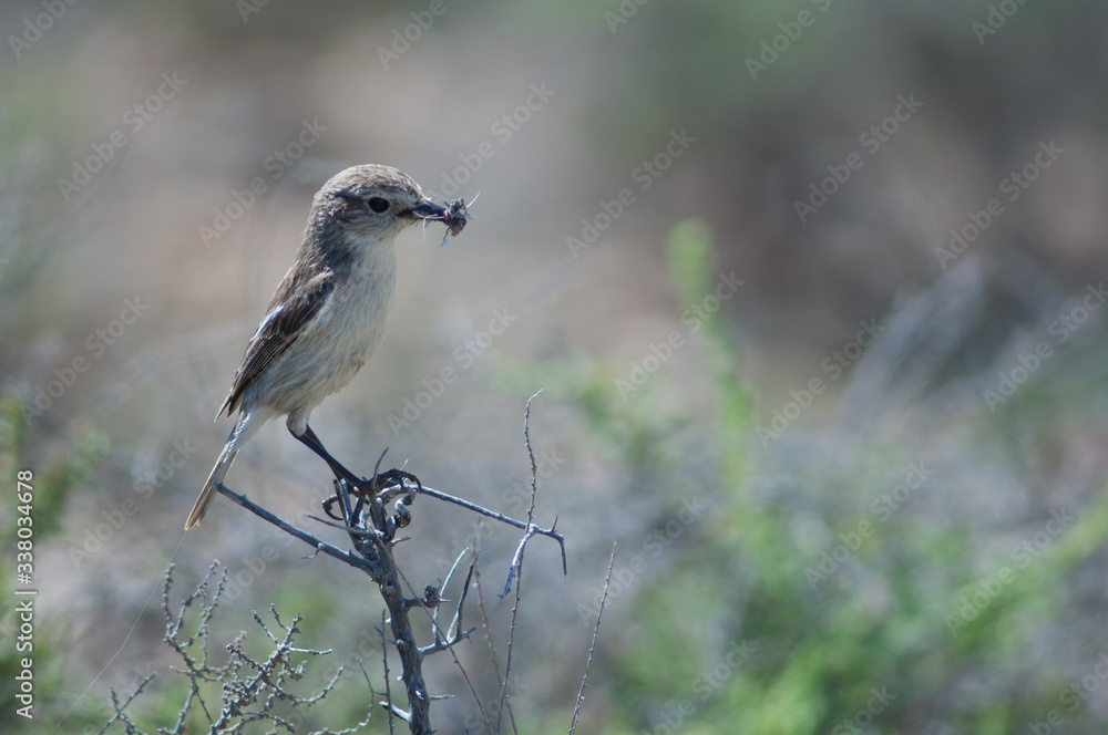 Canary Islands stonechat Saxicola dacotiae. Female with food for its chicks. Esquinzo ravine. La Oliva. Fuerteventura. Canary Islands. Spain.