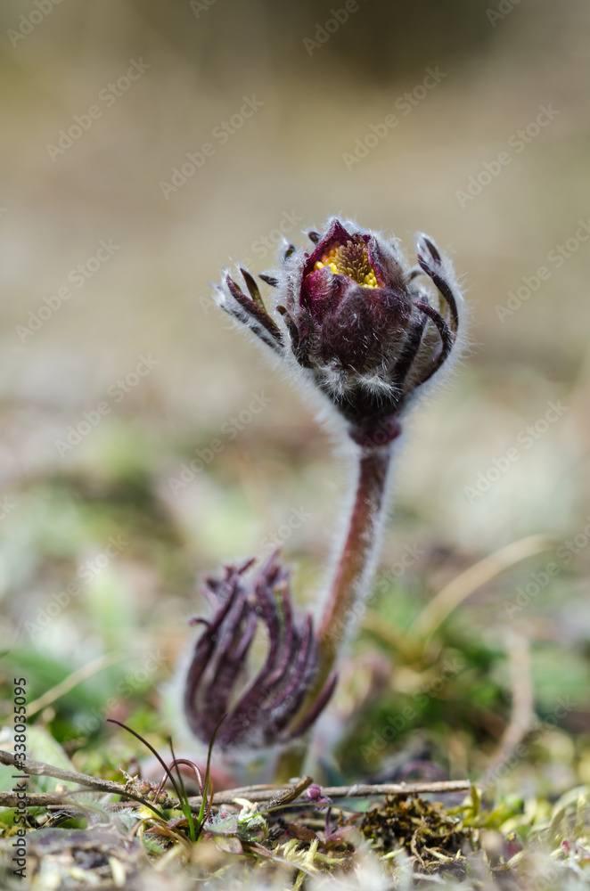 Early springtime bud Early springtime bud