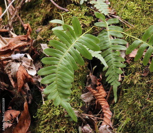 Polypodium vulgare growing on solid rock in the forest, common polypody, is a fern. Polypody has traditional uses in cooking for its aroma and sweet taste, and in herbal medicine as a purgative. photo