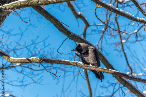 Black Headed Crow in A Tree with Snow on a Sunny Day