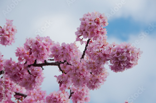 Kawazu cherry blossoms in February photo
