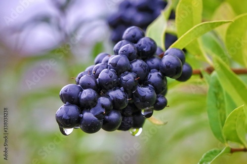 black berries on a branch