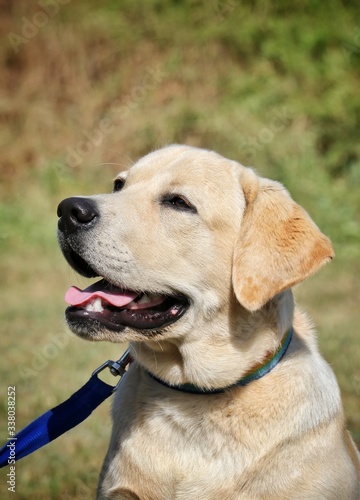 portrait dog labrador on the grass