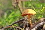 orange mushroom in a forest glade