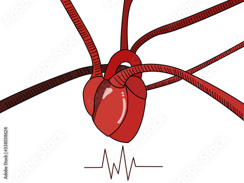 Heart