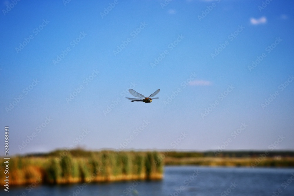 dragonfly flies over the river
