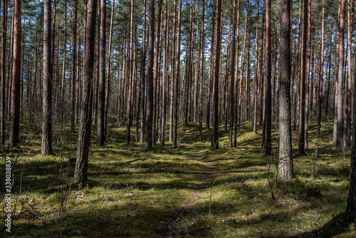 Spring Forest in Northern Europe with Bare Trees © JonShore