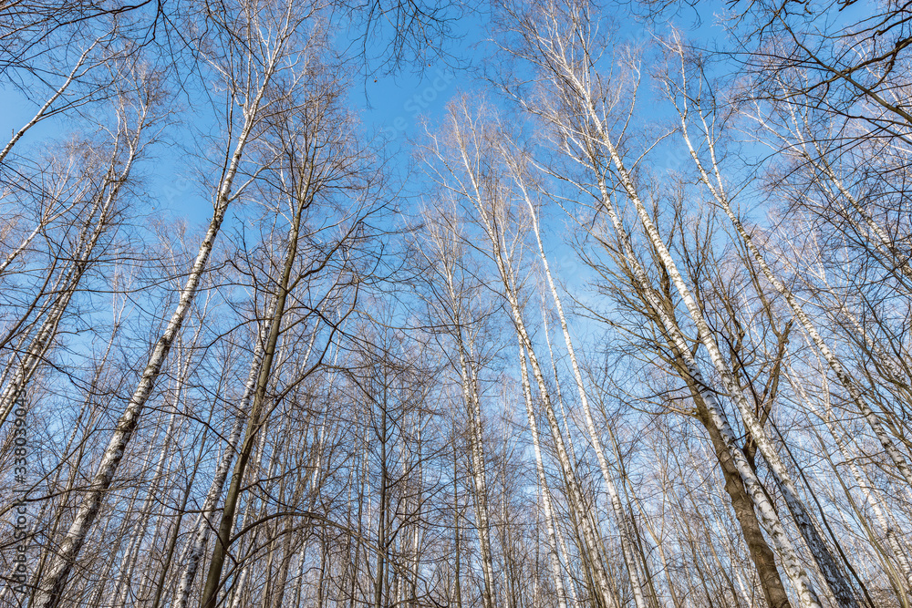 Trees without leaves on blue sky background. Trees without leaves on blue sky background.