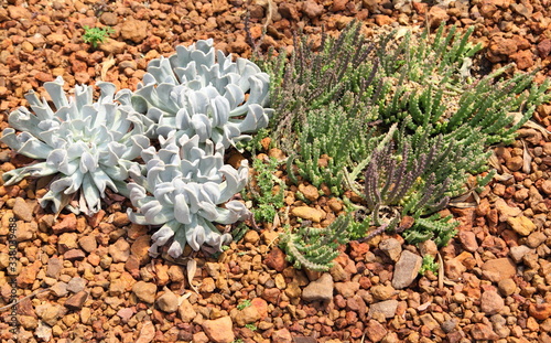 Cactus in Queen Sirikit Botanic Garden,chiangmai Thailand