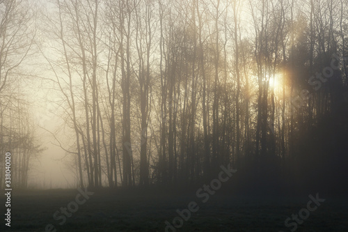Rays of the sun in the mist