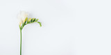Floral background. One freesia flower on a white background. Minimal concept. Flat lay, top view. Copy space for text.