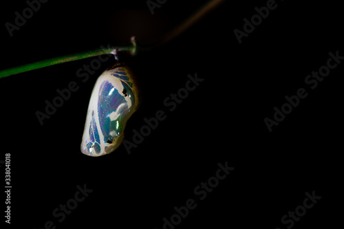 Fotografia Common crow butterfly chrysalis hanging from vine side on left