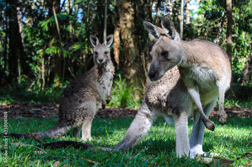 Fototapeta Naklejka Na Ścianę i Meble -  animaux Australie voyage sauvage 