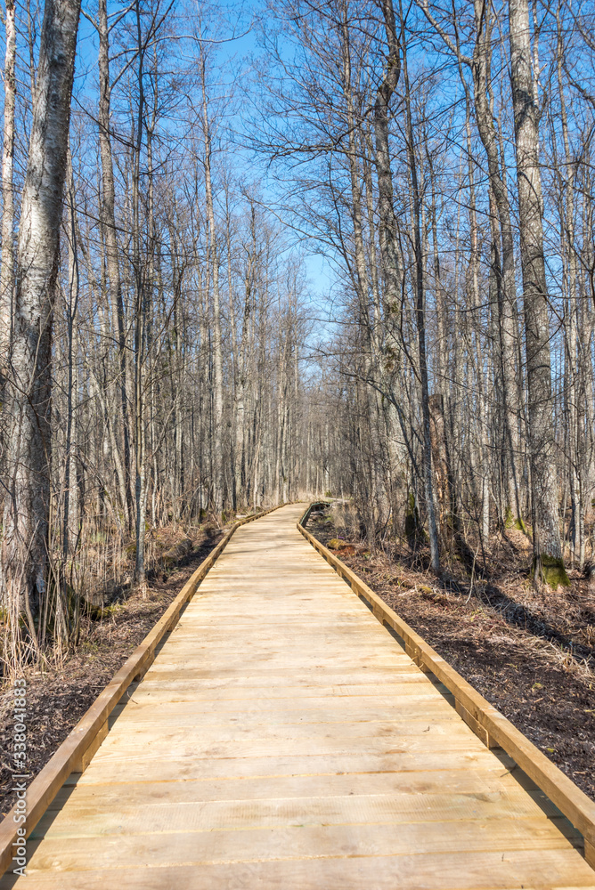 Wooden Path through Wetlands in Spring in Northern Europe Wooden Path through Wetlands in Spring in Northern Europe