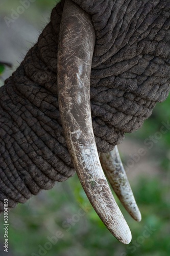 First plane of an elephant task.