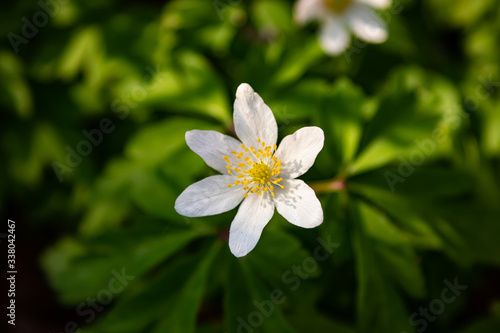 Fleur Printanière (Anémone des Bois)