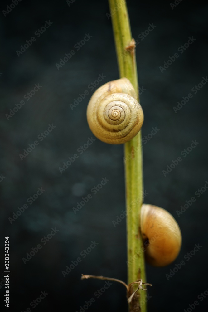 2 snails in shells on a stalk