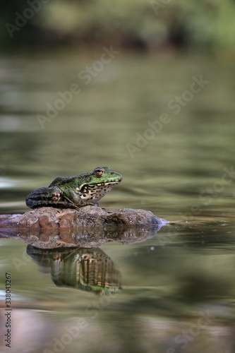 frog sitting on a stone in the water