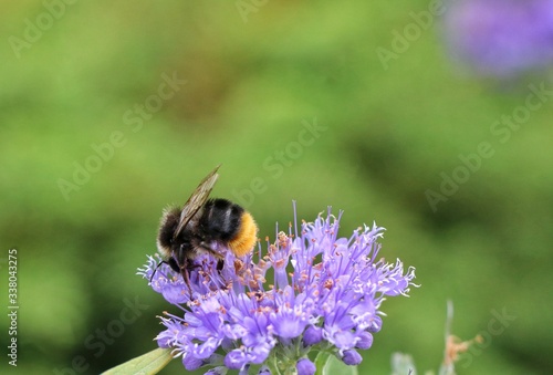 bumblebee collects nectar from flowers