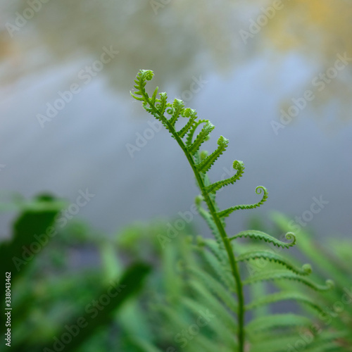 beautiful green fern leaf closeup