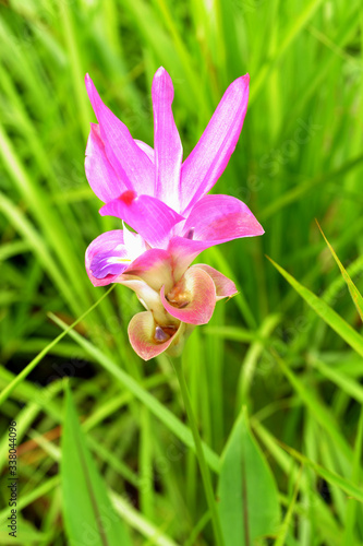  Tropical Flower krajeaw 