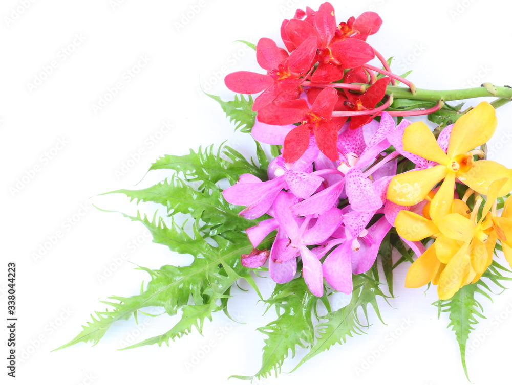 Fototapeta premium Colorful orchids on green leaf on white background