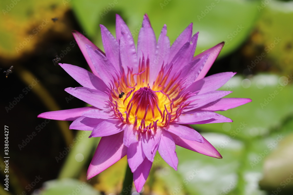 eine wunderschöne Lotusblume mit ihren Besuchern eine wunderschöne Lotusblume mit ihren Besuchern