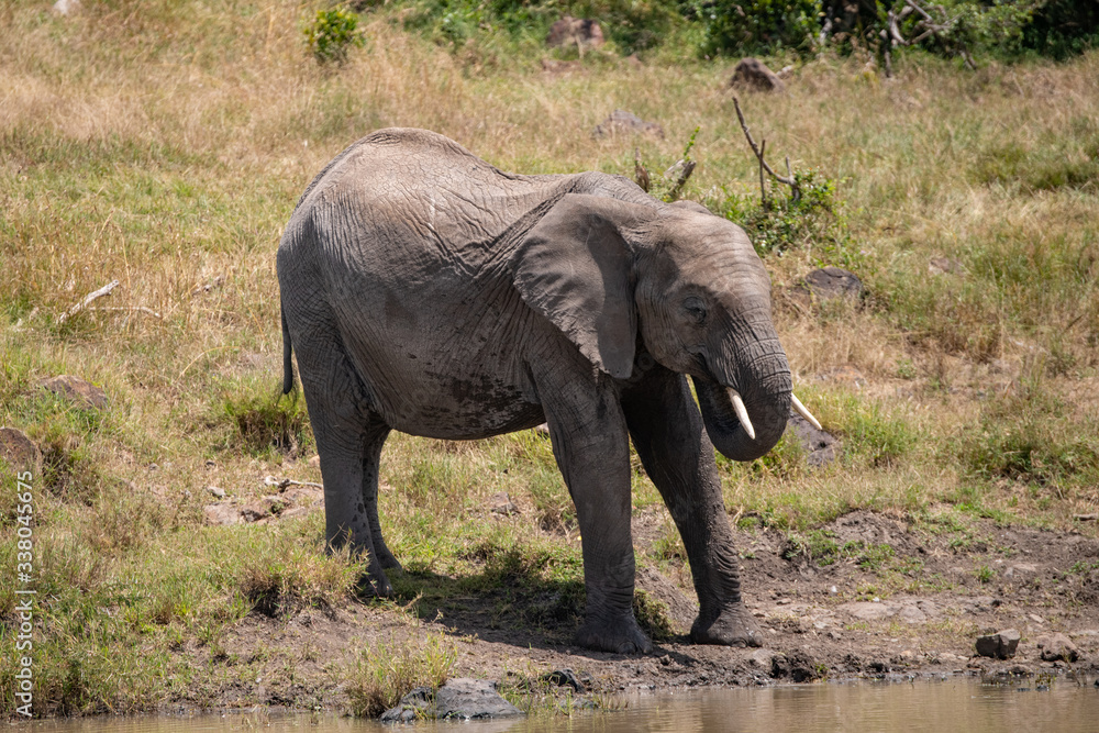 Portrait of a single African Elephant in the Masai Mara, Kenya