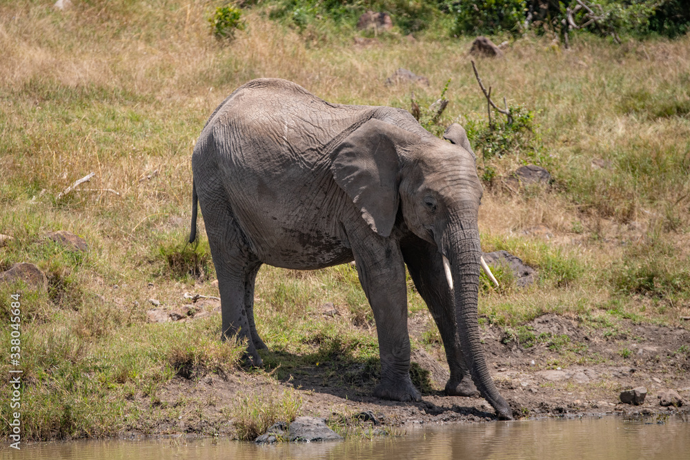 African elephant drinking at the river in the Masai mara, Kenya